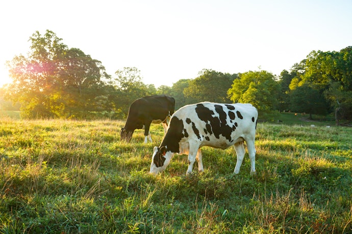 For High Nutritional Value and Sustainability, Select Butter From Pasture-Raised Cows