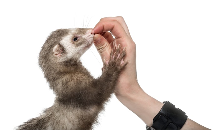 Give Your Ferret Occasional Treats