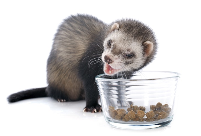 Make Sure the Food Is Easily Digestible