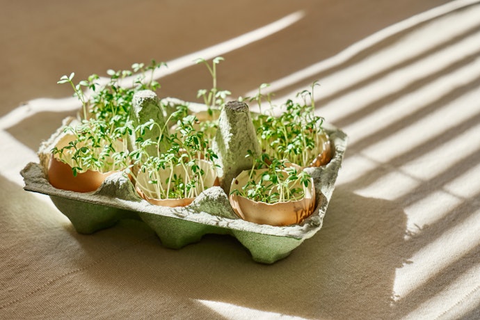 If You Prioritize Health and Sustainability, Choose Non-GMO Vegan Egg Substitutes