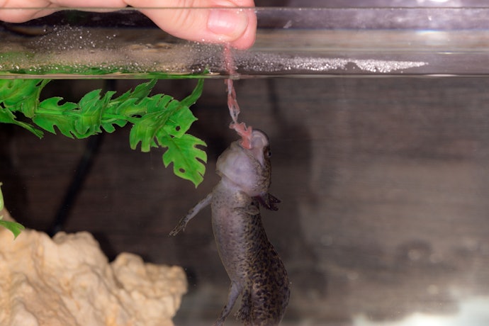 Live Food Mimics an Axolotl’s Diet in the Wild