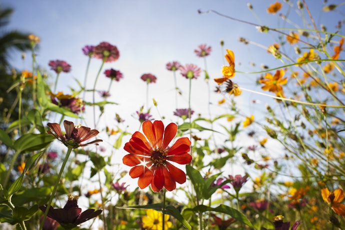 Look for a Polyfloral Honey for a More Versatile Flavor