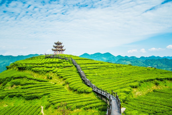 Try Other Types of White Tea