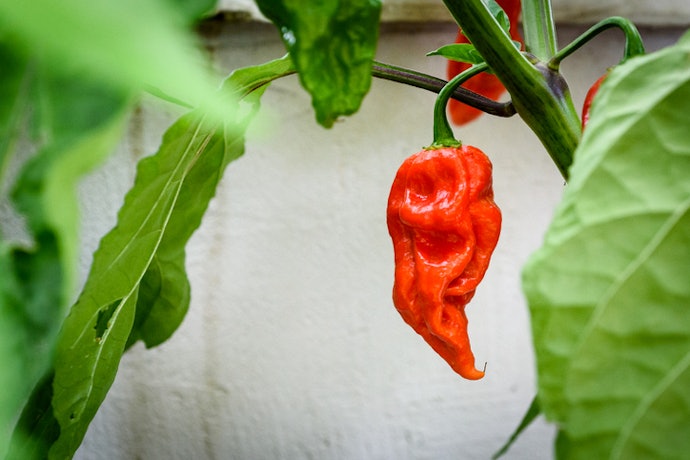 Next-Level Spice: Ghost Peppers and Carolina Reapers (800,000 - 2.2 Million SHU)