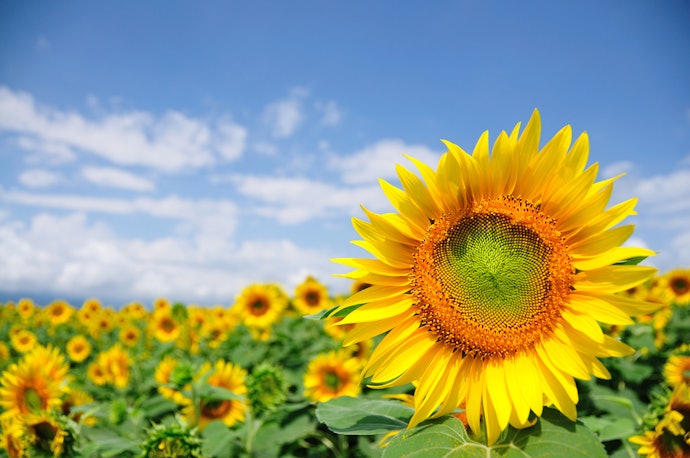 Adjust Your Skincare Products to Different Seasons
